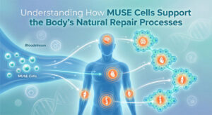 Create a clean, modern medical illustration for an article titled ‘Understanding How MUSE Cells Support the Body’s Natural Repair Processes.’ Show a stylized human body or silhouette with several glowing target areas (brain, heart, joints, spine) to represent damaged tissues. From the left side, depict small glowing MUSE cells traveling through the bloodstream toward these injured areas, guided by subtle arrows or flow lines, then transforming into healthy tissue cells around each target site. Use a cool, science-inspired color palette (teal, soft blues, white highlights) with a soft gradient background and faint DNA strands or cell icons to suggest regenerative medicine. Overall style should be professional, hopeful, and easy for patients to understand, avoiding gore or realistic surgery images.